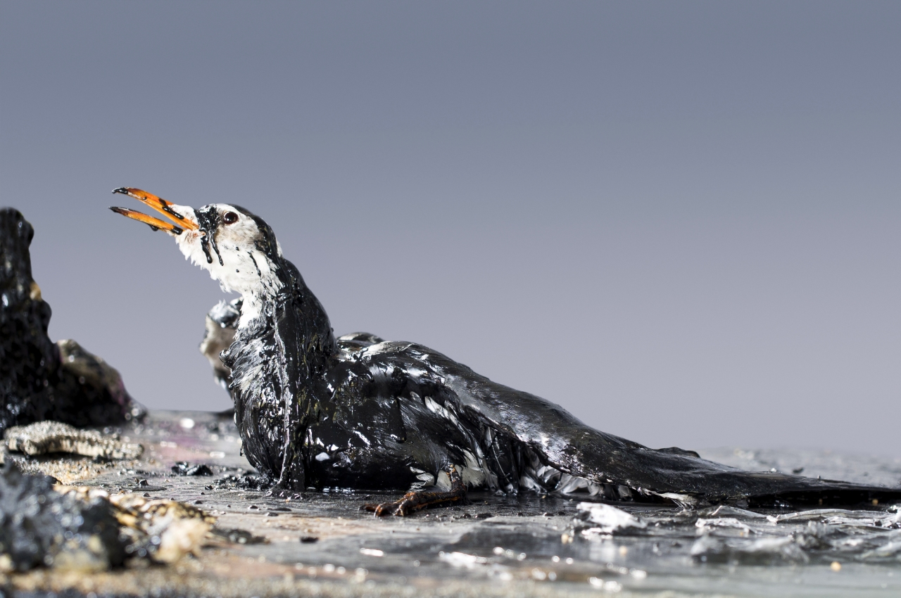 Ptica koja umire od zagađenja naftom